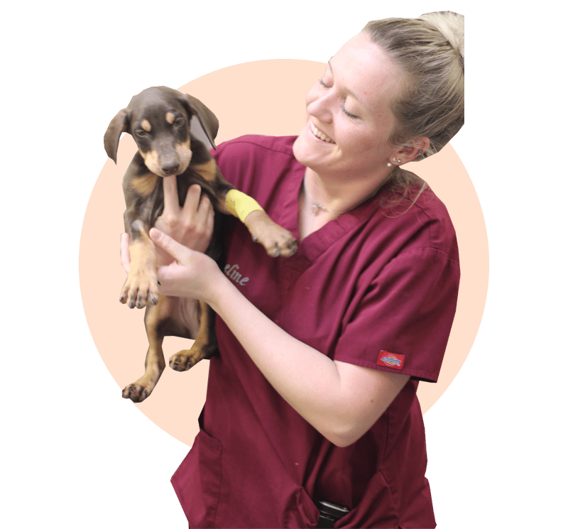 image16-synervet-urgence-veterinaire-rouen-nuit-ferie-weekend-accident-animal-chien-chat-malade-fracture-operation-intoxication-empoisonnement-Evreux-Dieppe-Louviers-Neubourg-Barentin